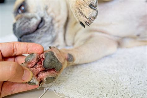 Dog paw infection