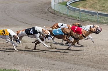 dog race betting online