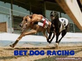 dog race betting online