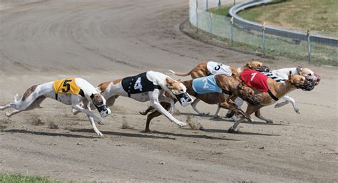 dog racing betting online