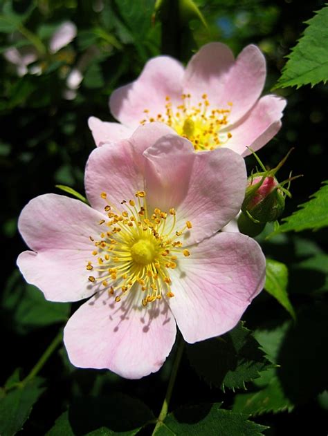 dog rose flower