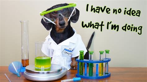 Dog Science Experiments   The Science Behind Your Dog X27 S Behavior - Dog Science Experiments