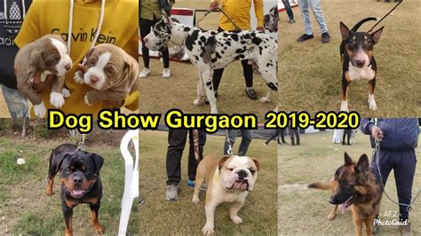 dog show in gurgaon