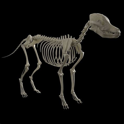 dog skeleton 3d model free download