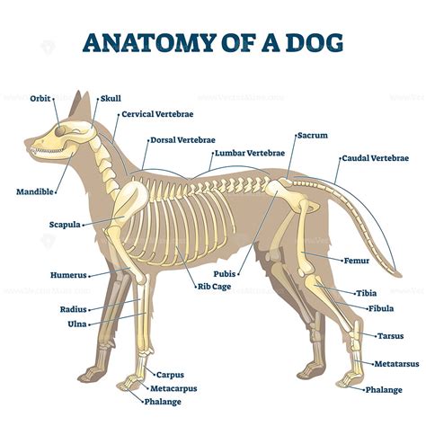 Dog Skeleton Anatomy