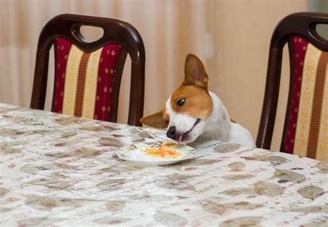 dog stealing food