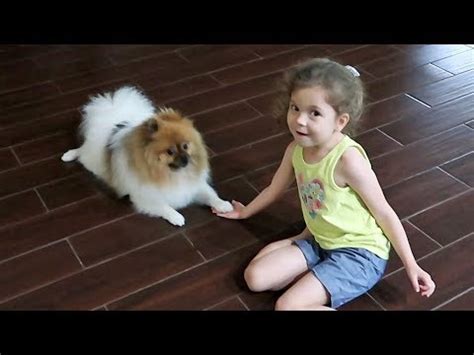 dog training videos youtube for kids youtube