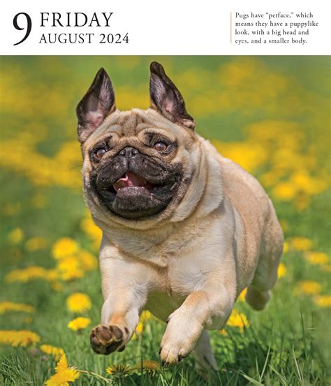 Read Online Dog Page A Day Gallery Calendar 2018 