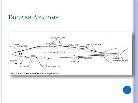Dogfish Directional Terms