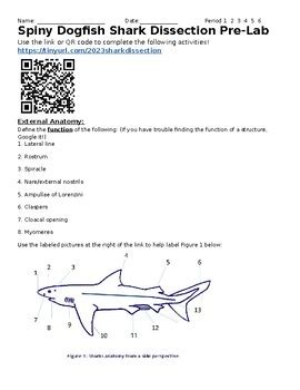 Download Dogfish Shark Dissection Lab Guide 