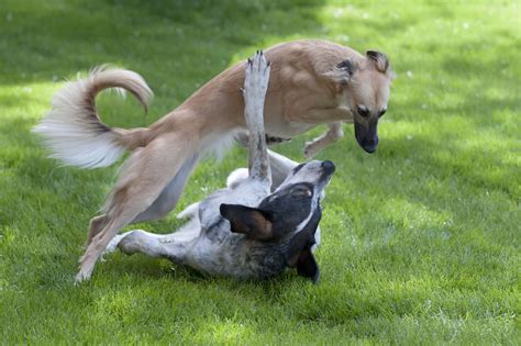 dogs playing tag