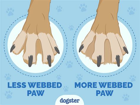 Dogs With Webbed Feet