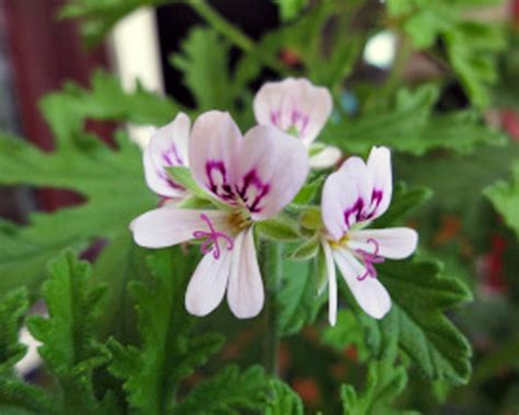 doktor westerlund pelargon