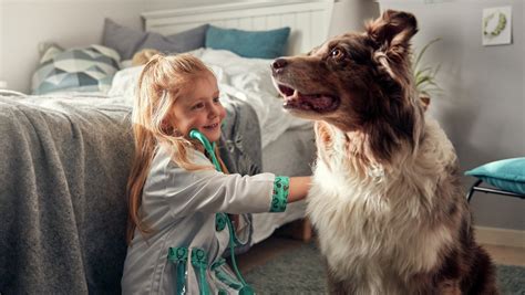 dolda fel försäkring hundvalp