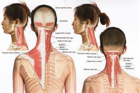 dolore collo cervicale