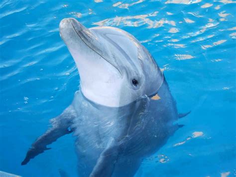 dolphin | Amazing scene of extremely rare albino dolphins