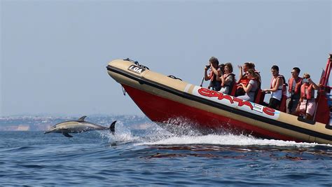dolphin boat trips