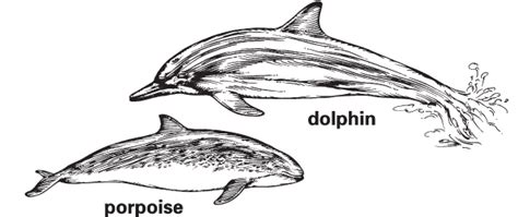 Dolphin Definition Amp Meaning Merriam Webster 10 Sentences About Dolphin - 10 Sentences About Dolphin