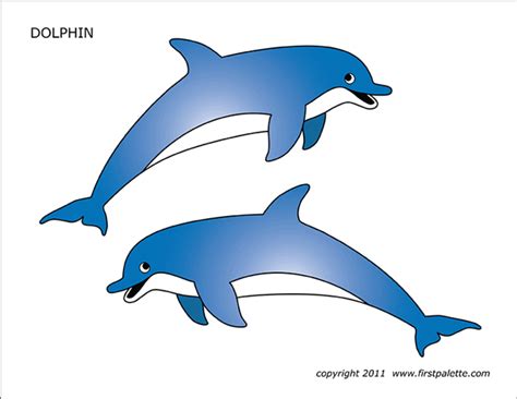 Dolphin Pictures To Print   Dolphins Nature Photo Print Jonathan Stokes - Dolphin Pictures To Print
