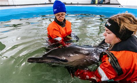 dolphin rescue