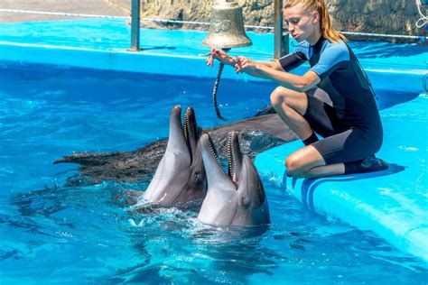 Dolphin Trainer Salary