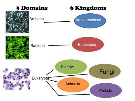 domain and kingdom answer key