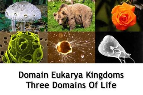 Domain Eukarya Definition