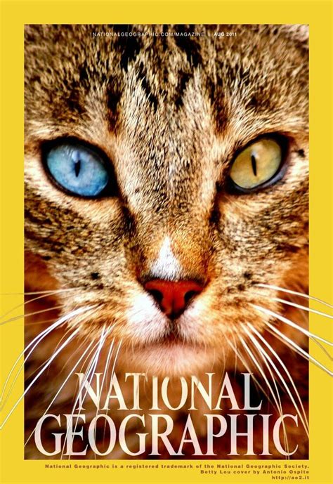 Domestic Cat National Geographic Cat Science - Cat Science