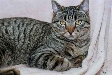 domestic short haired cat