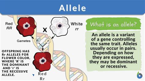 Dominant Allele Definition And Types Biology Dictionary Dominant Science - Dominant Science