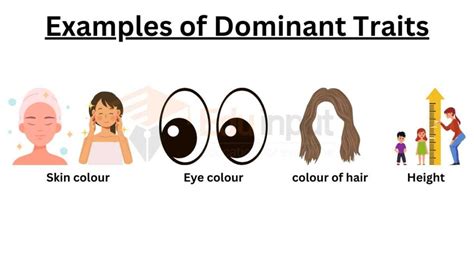 Dominant Definition Characteristic And Examples Researchtweet Dominant Science - Dominant Science
