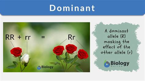 Dominant Trait Definition And Examples Biology Dictionary Dominant Science - Dominant Science