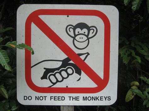 Don T Feed The Monkey Mind How To Stop The Cycle