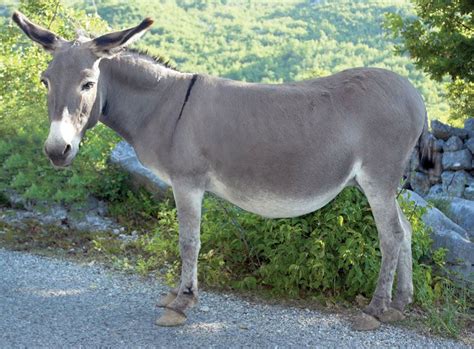 donkey | Things you dont know about donkeys Vive