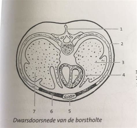 doorsnede afbeelding