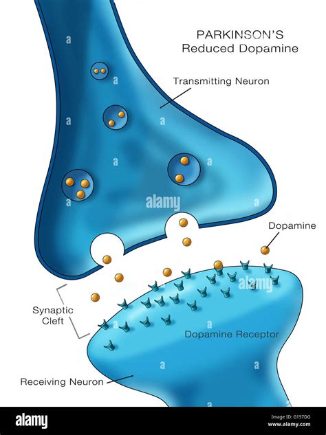 dopamine neurotransmitter