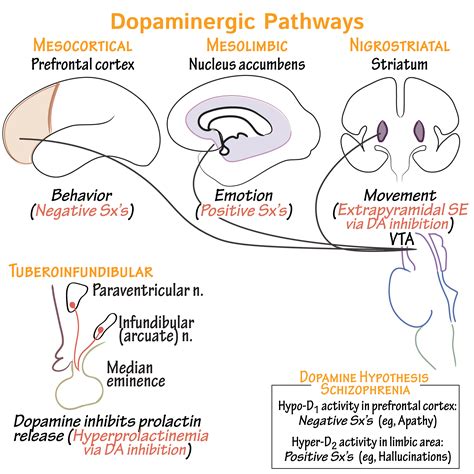 dopamine pathways
