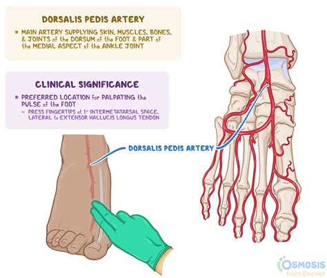 Dorsa Of The Feet