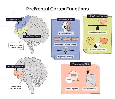 Dorsomedial Prefrontal Cortex Function