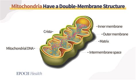 Double Membrane