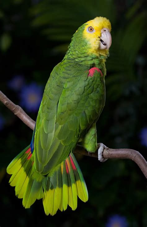 Double Yellow Headed Amazon