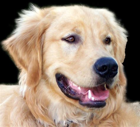 Dougless Addmes Dogfaces Boy