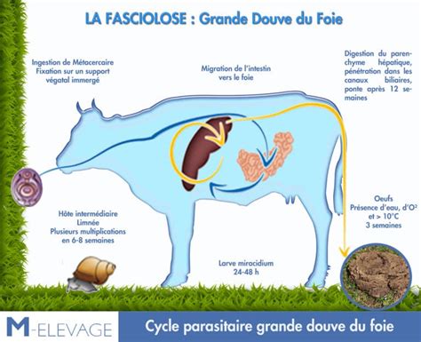 Douve Du Foie