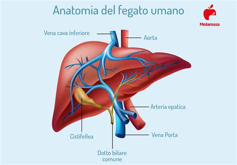 Dov'è Il Fegato