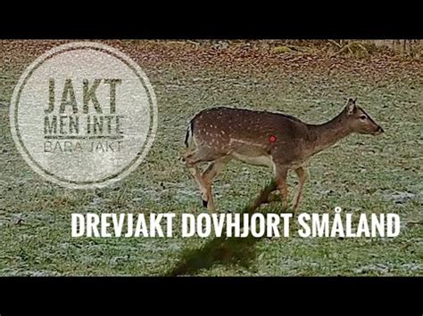 dovhjort jakttid 2023