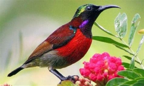 download burung kolibri ninja
