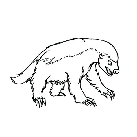 Download Honey Badger Coloring For Free Designlooter 2020 Honey Badger Coloring Page - Honey Badger Coloring Page