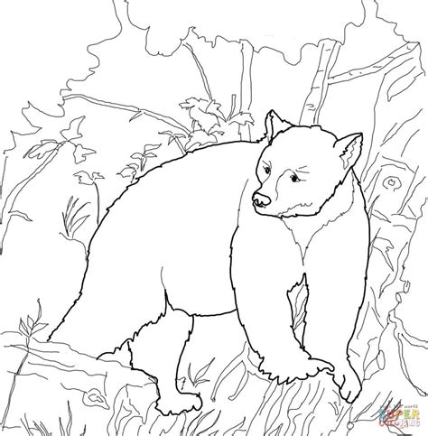 Download Kermode Bear Coloring For Free Designlooter 2020 Coloring Picture Of A Bear - Coloring Picture Of A Bear
