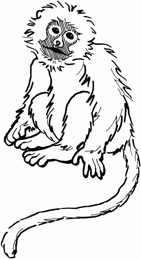 Download Squirrel Monkey Coloring For Free Designlooter 2020 Monkey Pictures To Color - Monkey Pictures To Color