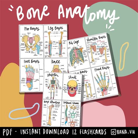 Read Download Anatomy Flashcards Pdf 